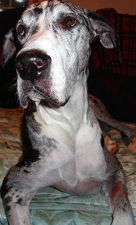 Great Dane